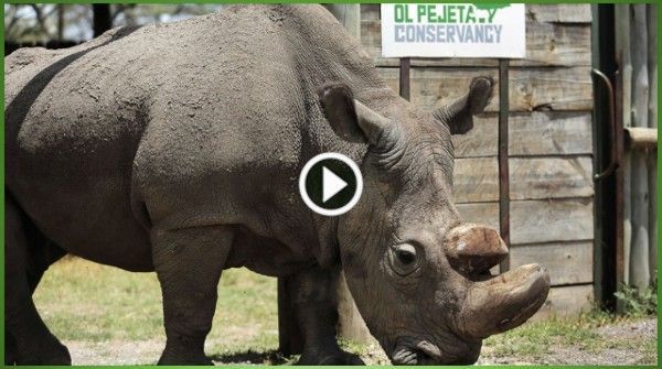 Northern White Rhino