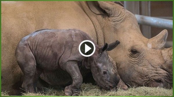 Southern White Rhino