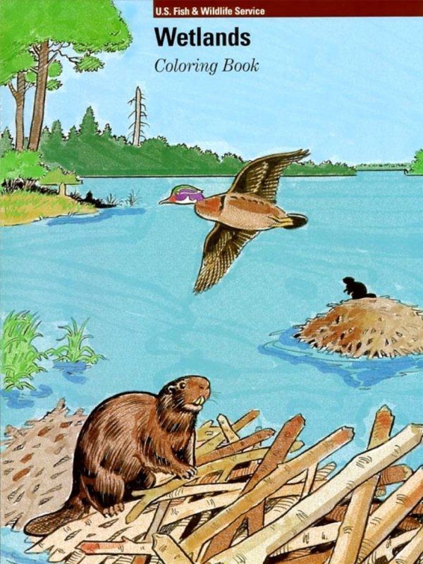 Wetlands Coloring Book