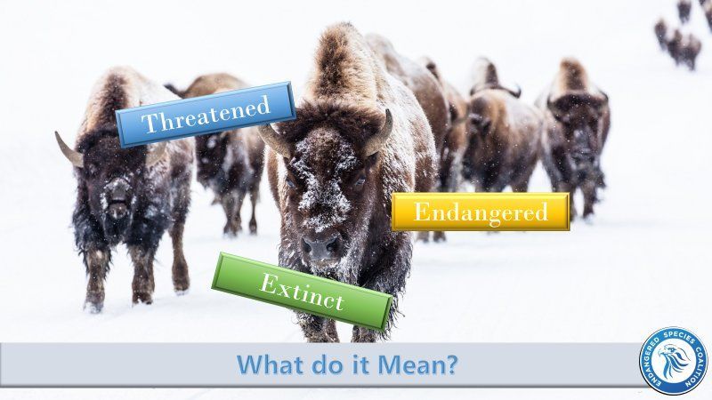 Endangered Species Act