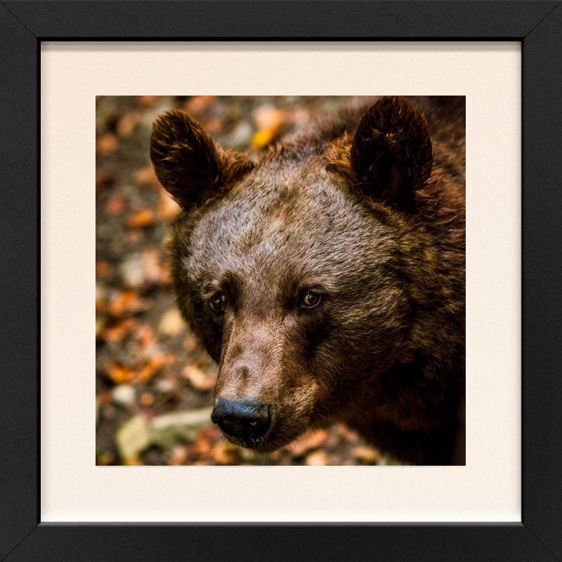 Animals and Habitats