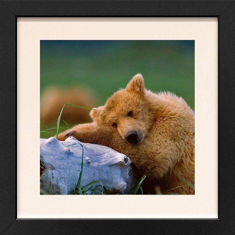 Quadrupeds eBook