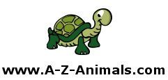 A Z Animals