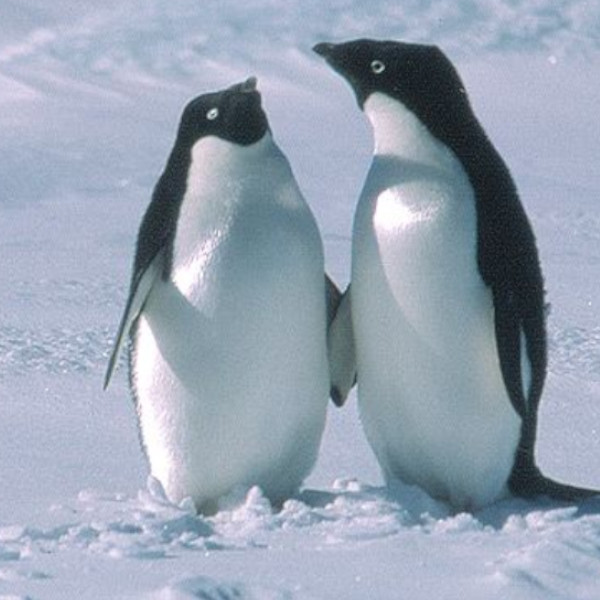Antarctica animals lesson plan activities