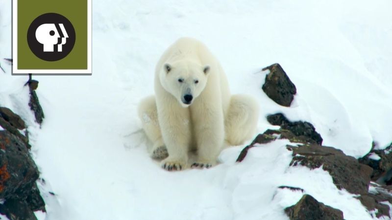 Polar Bear Mom Creates Avalanche to Save Family