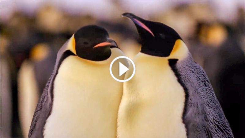 Best Antarctic Animal Moments 